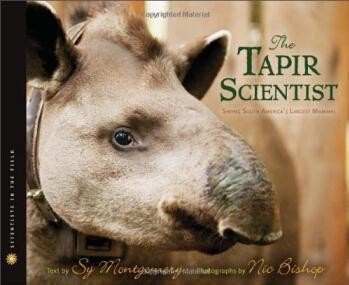 tapir